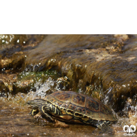 گونه لاکپشت خزری Caspian Pond Turtle